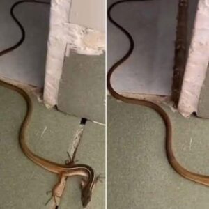 When a Snake Enters Your Home: What It Really Means and What You Should Do