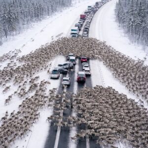 On the highway, drivers became witnesses to a Christmas miracle: thousands of reindeer ran onto the road, instantly creating a massive traffic jam: But when it became clear where the reindeer were running and what they were fleeing from, people were left in complete shock 😲😱