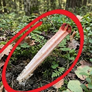 I went hiking in the forest with my son.