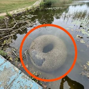 Found in an artificial lake in the village. At first, when I saw it from far away, I got really scared.