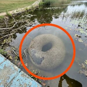 Found in an artificial lake in the village. At first, when I saw it from far away, I got really scared.