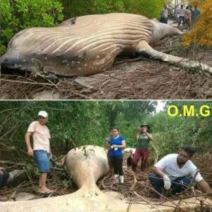 The whale was found far from…