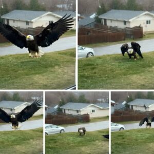 Unusual Large Bird Sighted In South Texas: Scientists And Birdwatchers Investigate An Intriguing Observation