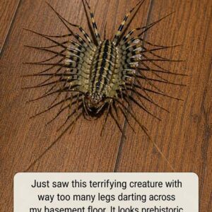 I just saw a nightmare with too many legs in my basement—should I be worried?