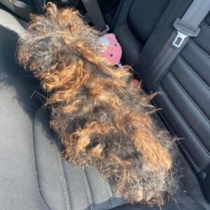 The Miraculous Rescue Of A Forgotten Dog Who Was Literally Fading Away Before Our Eyes