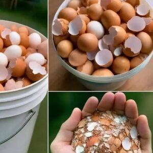 THE TRUTH ABOUT BOILING EGGSHELLS REVEALED