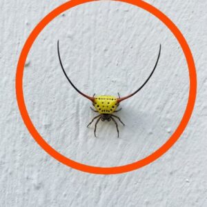 Last night, I went into the garage, turned on the light, and saw this on the wall.