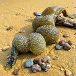 I was walking on the beach with my dog when he suddenly discovered this.