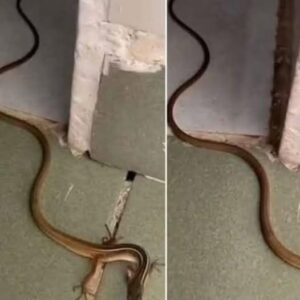 “What to Do If You Find a Snake in Your Home: Causes, Safety Tips, and Prevention”
