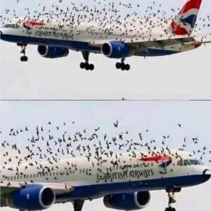 The Mind Blowing Reason This Terrified Pilot Burst Into Tears After An Emergency Landing Saved His Passengers From A Swarm Of Thousands Of Angry Birds –