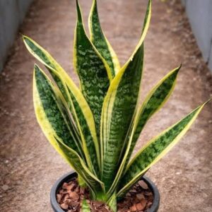 If You Have This Plant In Your House, Then You Have