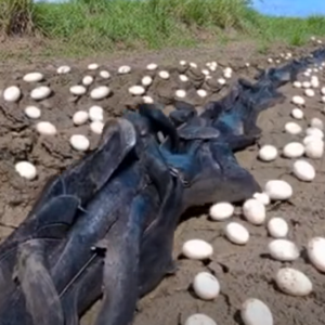 Farmer Finds Hundreds Of Strange Eggs In His Crops – But When They Hatch, He Bursts Into Tears