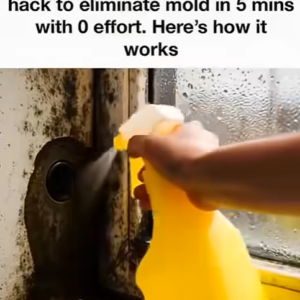 Erase Home Mold Safely with Hydrogen Peroxide