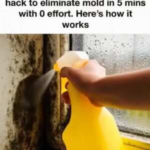 Erase Home Mold Safely with Hydrogen Peroxide