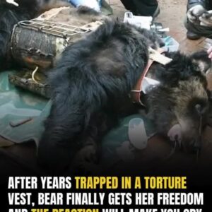 Bear Caesar is finally free after having spent years locked in a torture vest