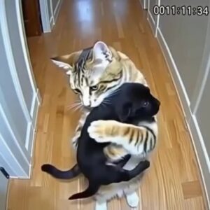 Cat Brings Home Puppies — Then a Policeman Knocks at the Door