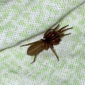 “The Red-Fanged Night Hunter: Meet the Spider That Hunts Without a Web”