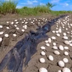 Farmer Finds Hundreds Of Strange Eg