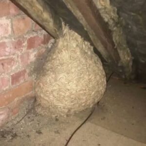 Man Discovers Shocking Secret Hidden Inside Attic Nest