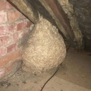 Homeowner Thought He Had Found a Dangerous Nest in His Attic — But the Discovery Inside Left Everyone Emotional