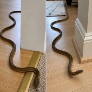 What a Snake in Your Dream vs. a Snake in Your House May Symbolize