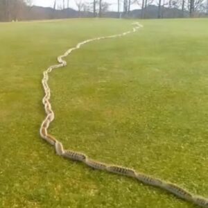 A Startling Discovery in the Grass: When Nature Surprises Us