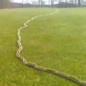 A Startling Discovery in the Grass: When Nature Surprises Us