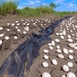 Farmer Finds Hundreds Of Strange Eg