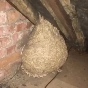 Man Thinks He Found “Hornets” Nest In Attic – Turns Pale When He Realizes What’s Inside