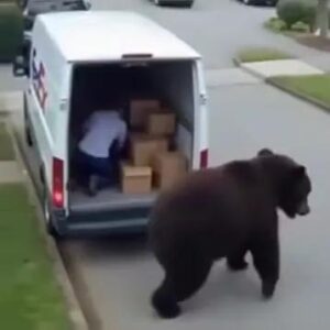 Delivery Drivers vs Animals | When Things Go Wrong