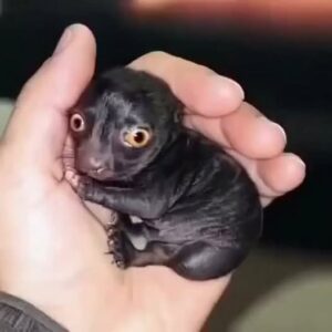 He Brought Home a Strange Forest Creature—A Year Later, He Couldn’t Believe What It Became