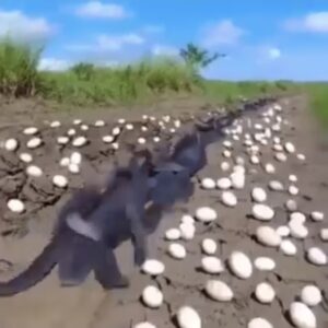 Farmer Finds Hundreds Of Strange Eg