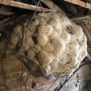 HOMEOWNER FINDS HORRIFYING COLONY IN ATTIC AND IS STUNNED BY ITS GIGANTIC SIZE