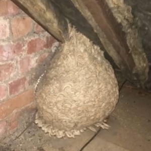 Homeowner Thought He Had Found a Dangerous Nest in His Attic — But the Discovery Inside Left Everyone Emotional
