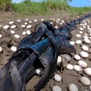 Farmer Finds Hundreds Of Strange Eg