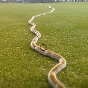 A Startling Discovery in the Grass: When Nature Surprises Us