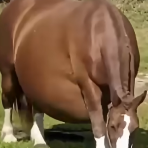 Horse Refuses To Give Birth, When The Vet Sees The Ultrasound He Calls The Police..