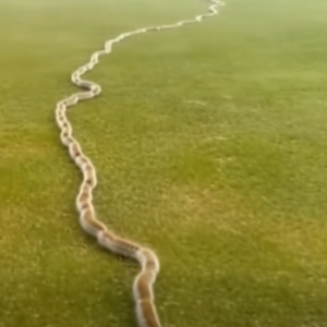A Startling Discovery in the Grass: When Nature Surprises Us