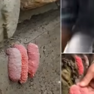 Be careful if you see these little pink eggs on a wall. It is the bad sign for your house