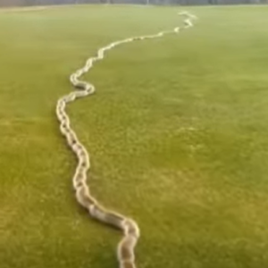 A Startling Discovery in the Grass: When Nature Surprises Us