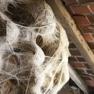 HOMEOWNER FINDS HORRIFYING COLONY IN ATTIC AND IS STUNNED BY ITS GIGANTIC SIZE