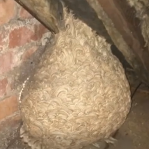 Man Thinks He Found “Hornets” Nest In Attic – Turns Pale When He Realizes What’s Inside