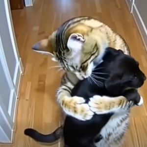 Cat Brings Home Puppies — Then a Policeman Knocks at the Door