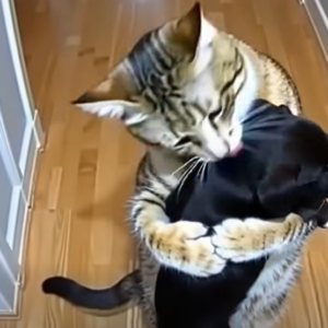 Cat Brings Home Puppies — Then a Policeman Knocks at the Door