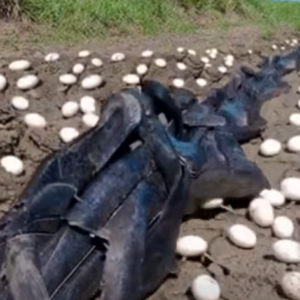 Farmer Finds Hundreds Of Strange Eg