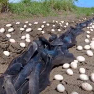 Farmer Finds Hundreds Of Strange Eg