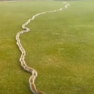A Startling Discovery in the Grass: When Nature Surprises Us