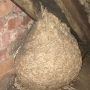 Man Thinks He Found “Hornets” Nest In Attic – Turns Pale When He Realizes What’s Inside