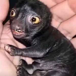 Man brought home a strange creature from the forest. A year later, he was sh0cked by what had grown out of it