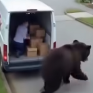 Delivery Drivers vs Animals | When Things Go Wrong